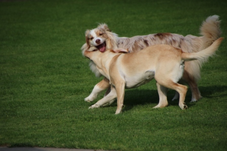 Hundewiese Eickhorst